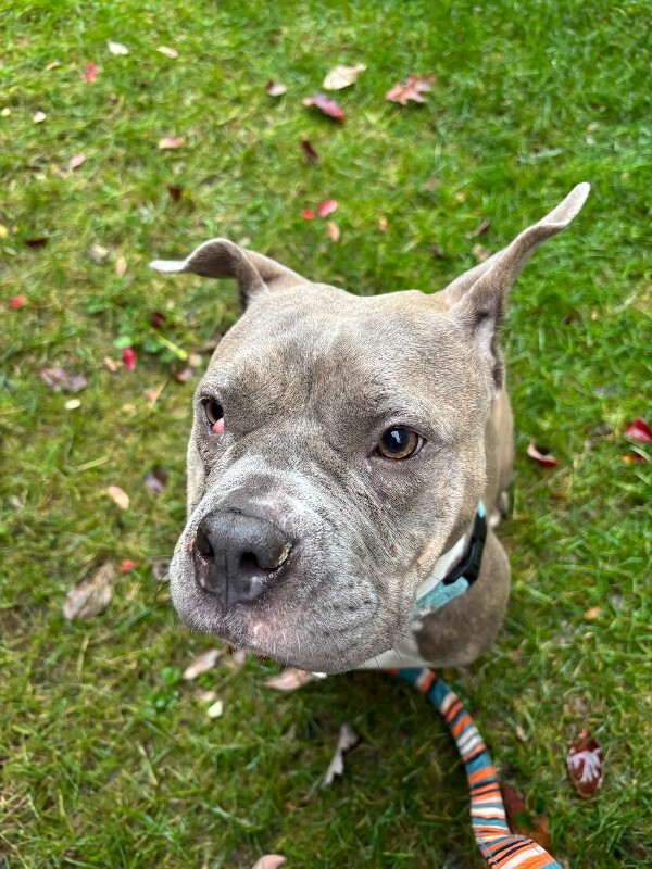 View Natasha the Dog Photo #6