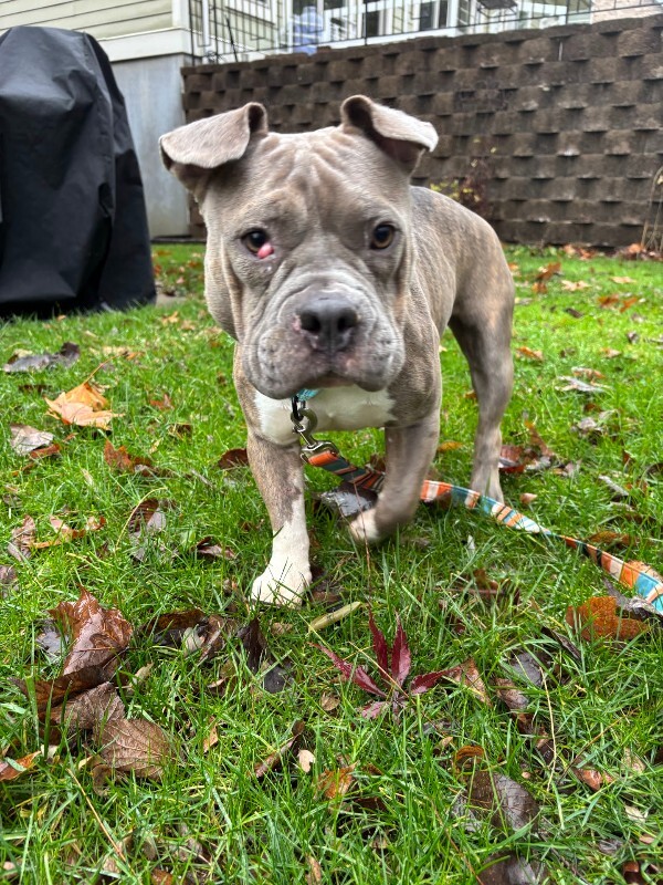 View Natasha the Dog Photo #9