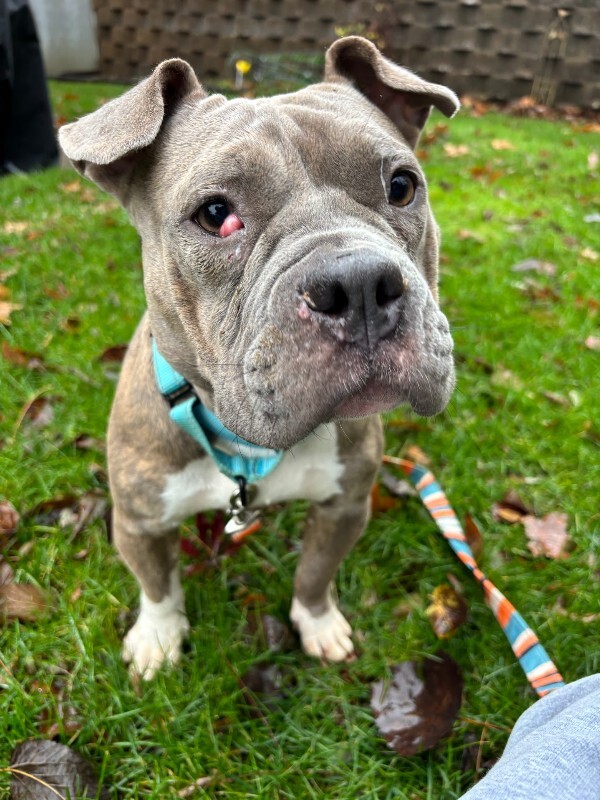 View Natasha the Dog Photo #3