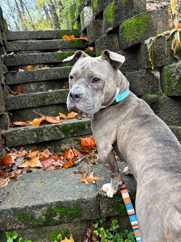 View Natasha the Dog Photo #10