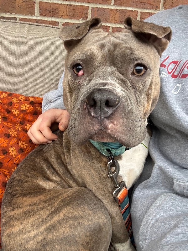 View Natasha the Dog Photo #2