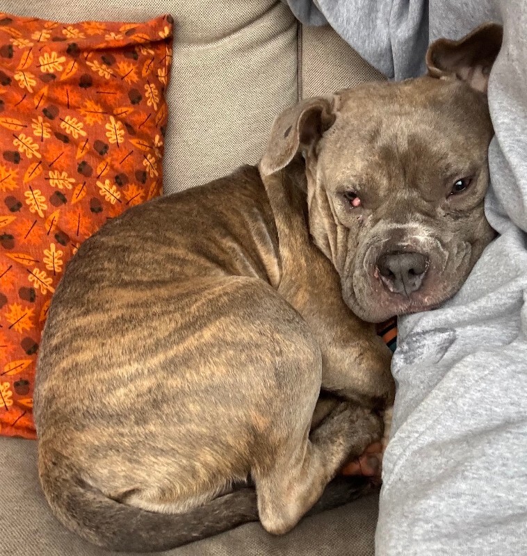 View Natasha the Dog Photo #4