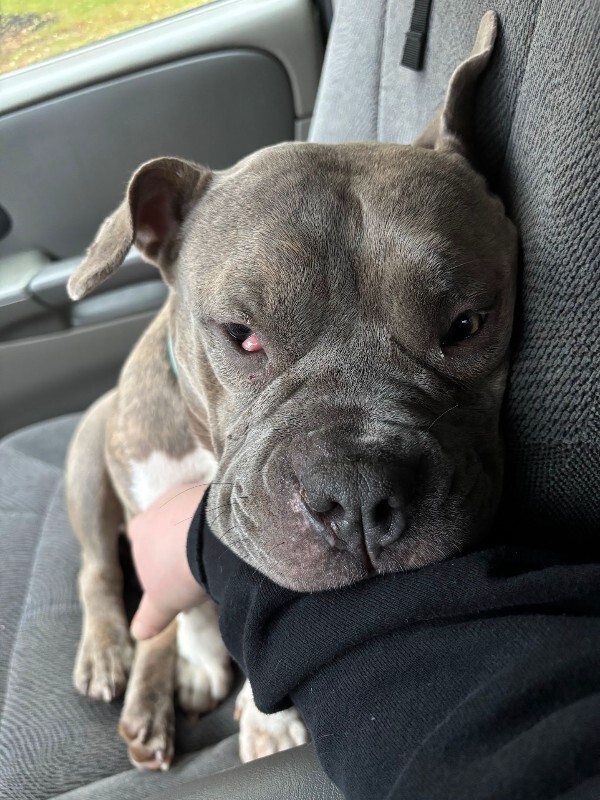 View Natasha the Dog Photo #5