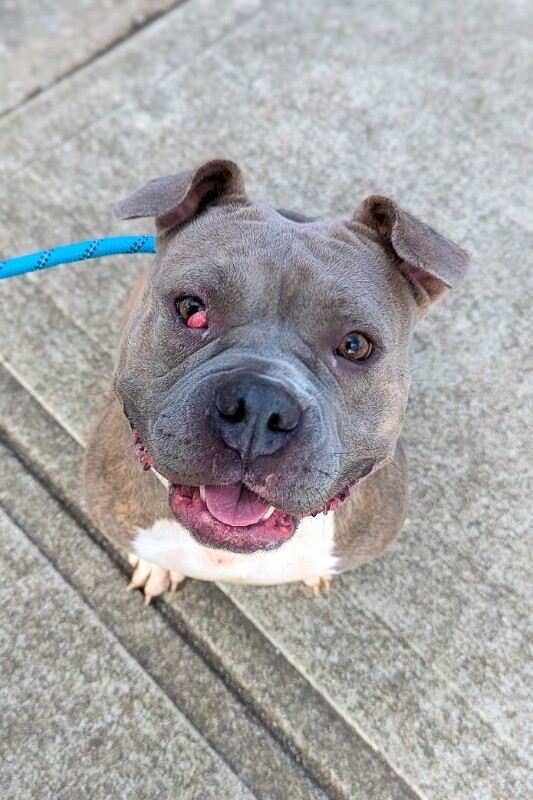 View Natasha the Dog Photo #11