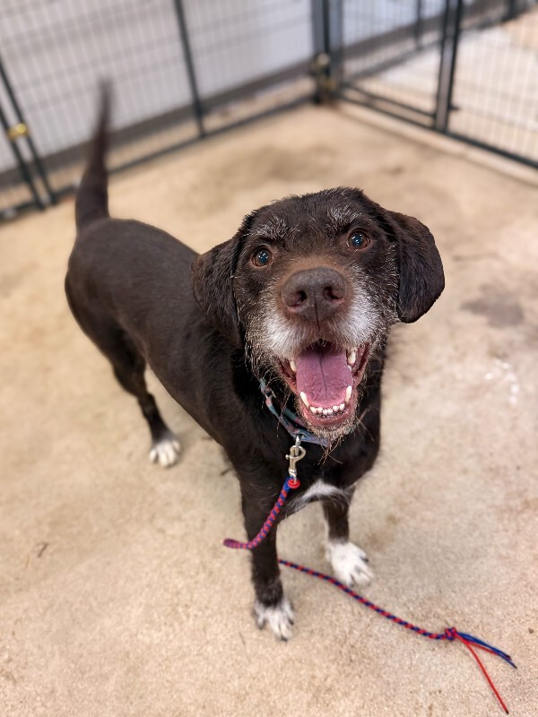 View Chowder the Dog Photo #3