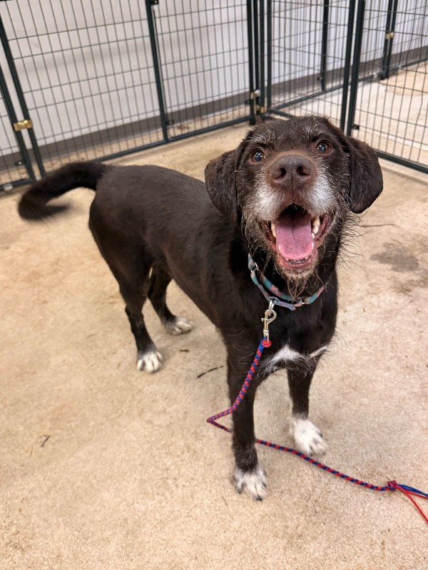 View Chowder the Dog Photo #4