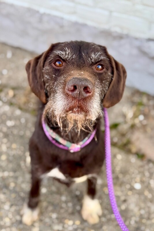 View Chowder the Dog Photo #2