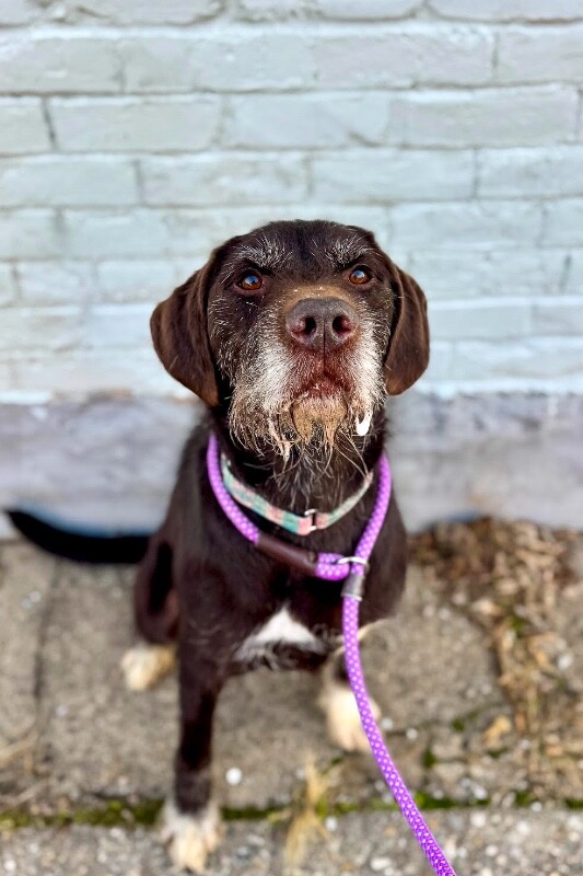 View Chowder the Dog Photo #6