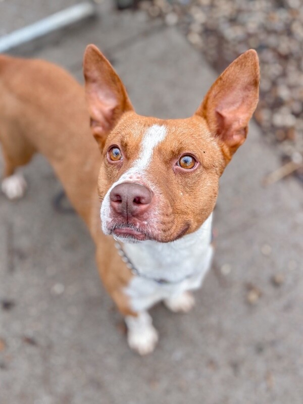 View Goop the Dog Photo #2