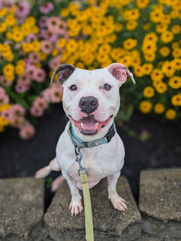 Learn More About Atmosphere Atmosphere - Dog