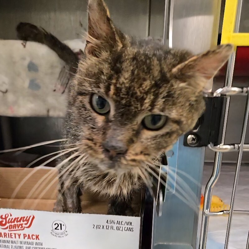 Learn More About Chestnut 1000043878