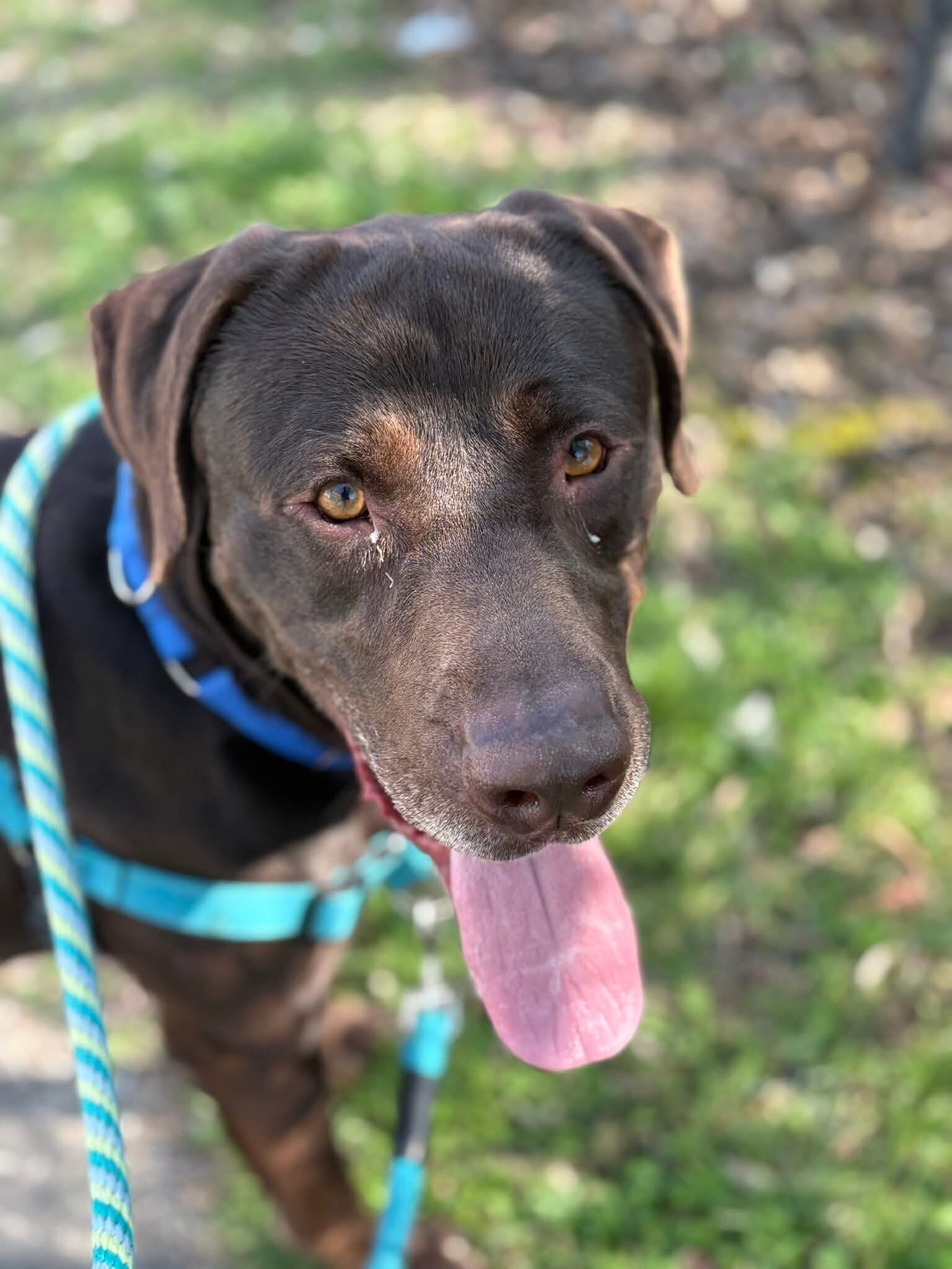 View Mikey the Dog Photo #2