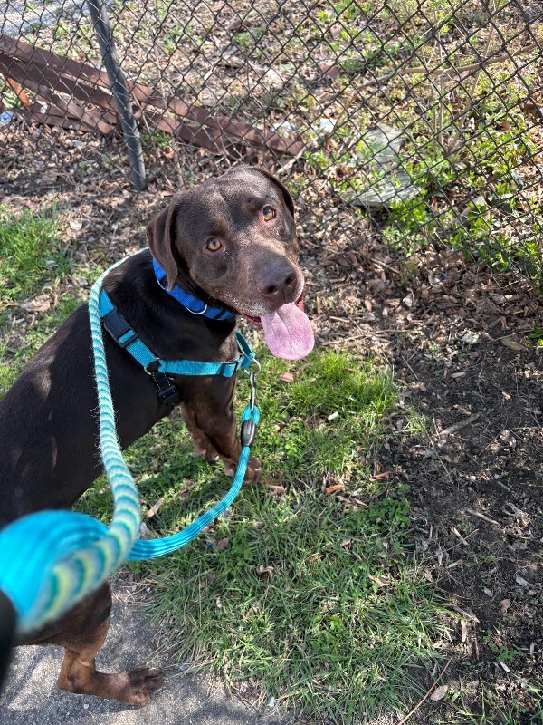 View Mikey the Dog Photo #4