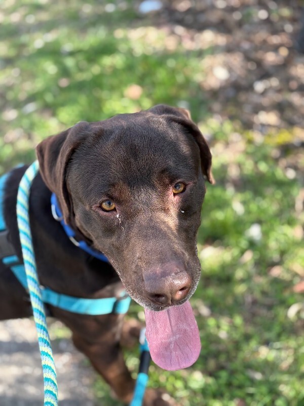 View Mikey the Dog Photo #3