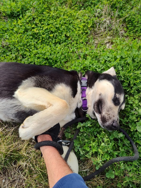 View Chandler the Dog Photo #2