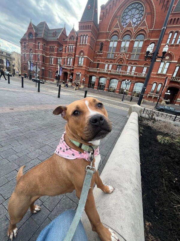 View Agathe the Dog Photo #4