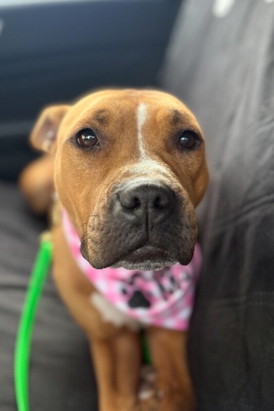 View Agathe the Dog Photo #10