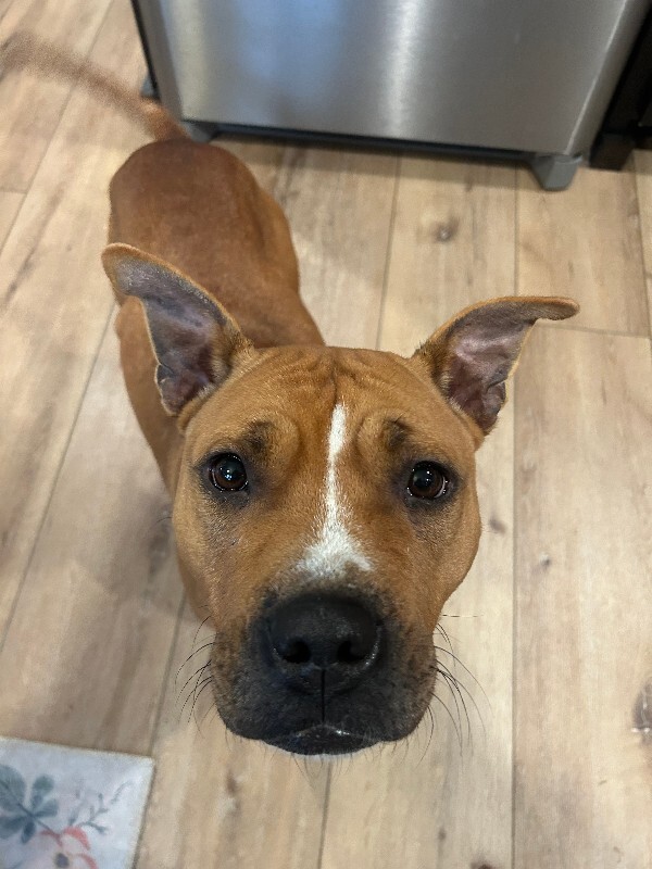 View Agathe the Dog Photo #14