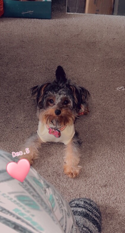 Learn More About this dog c6148b3e 0479 4f85 8a0c 3a7c39d4381d