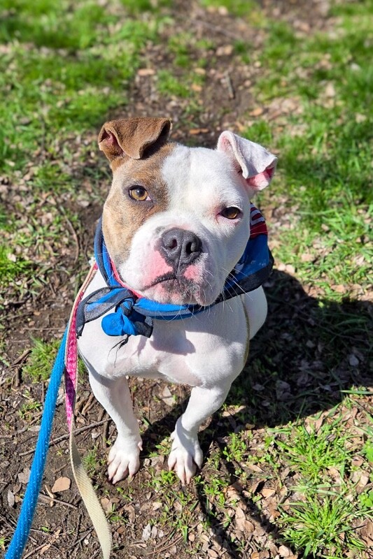 View Honey Bun the Dog Photo #9