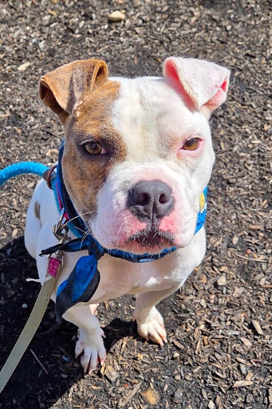 View Honey Bun the Dog Photo #8