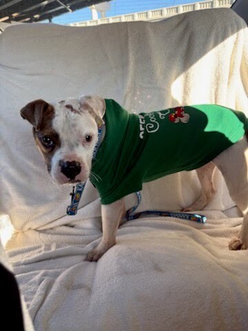 View Honey Bun the Dog Photo #5