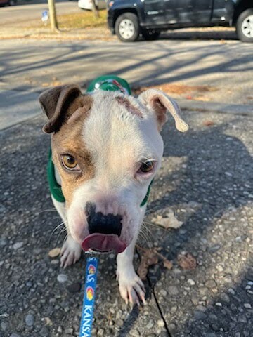 View Honey Bun the Dog Photo #6