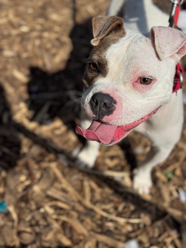 View Honey Bun the Dog Photo #3