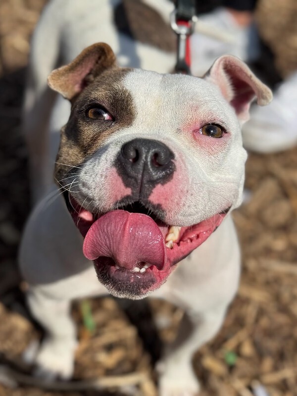 View Honey Bun the Dog Photo #2