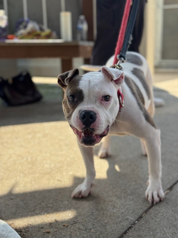 View Honey Bun the Dog Photo #7