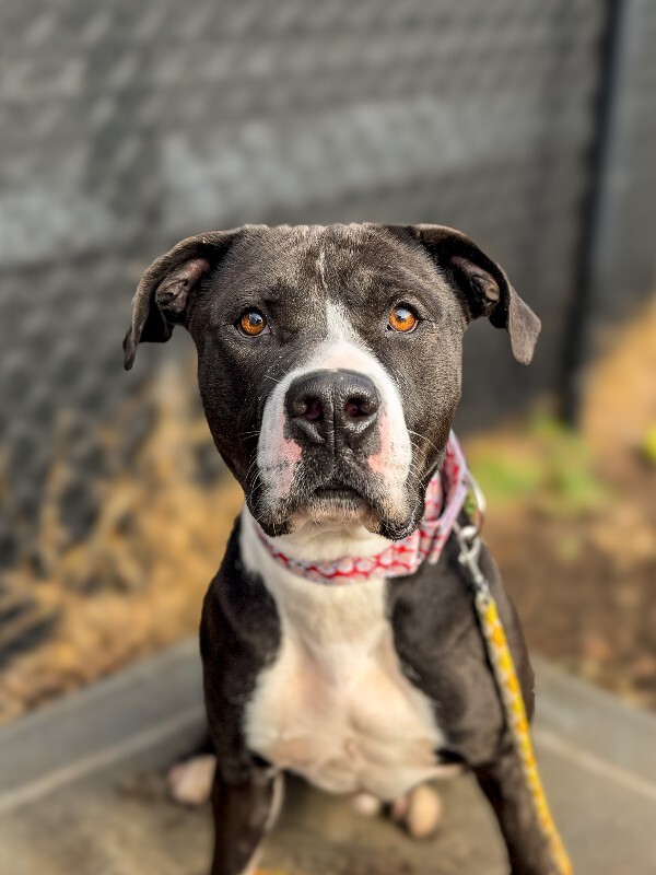 View Snickerdoodle the Dog Photo #2