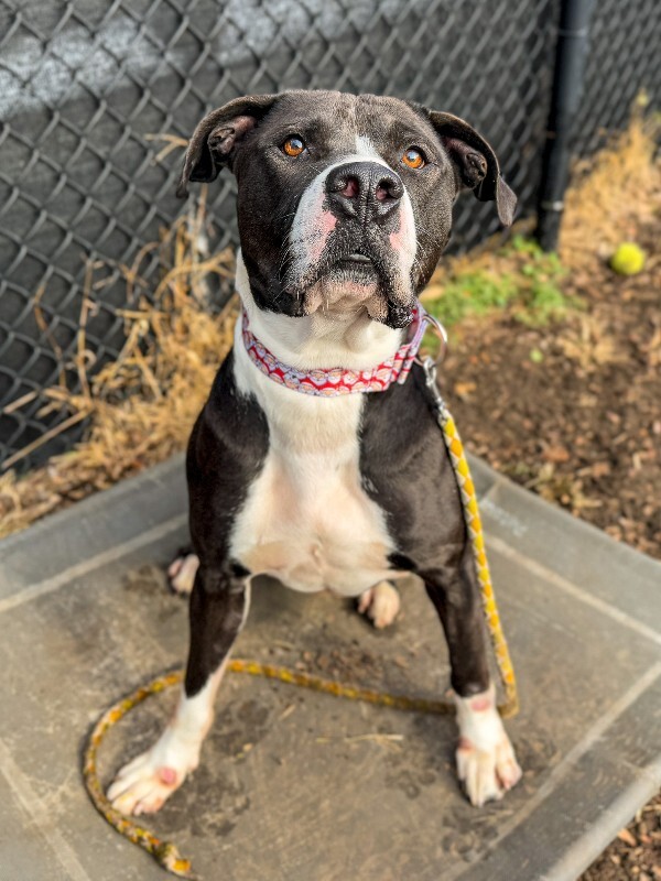 View Snickerdoodle the Dog Photo #5