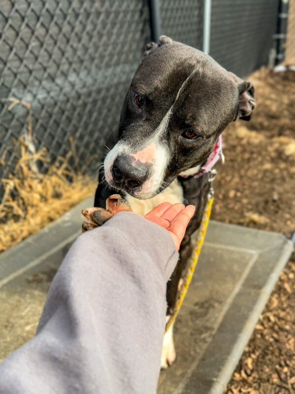 View Snickerdoodle the Dog Photo #4