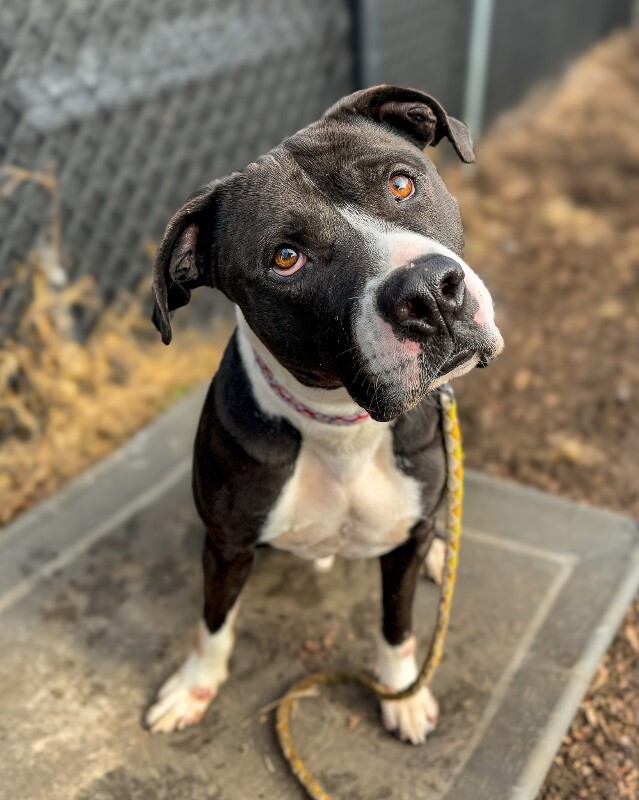 View Snickerdoodle the Dog Photo #3