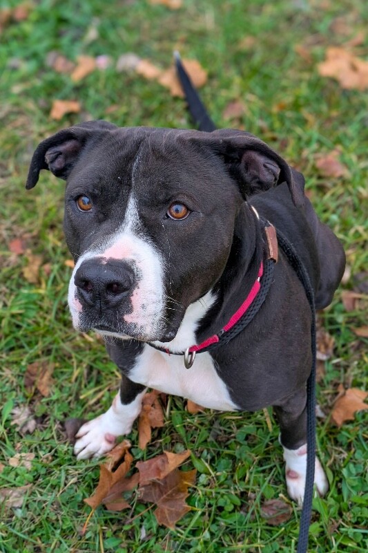 View Snickerdoodle the Dog Photo #7