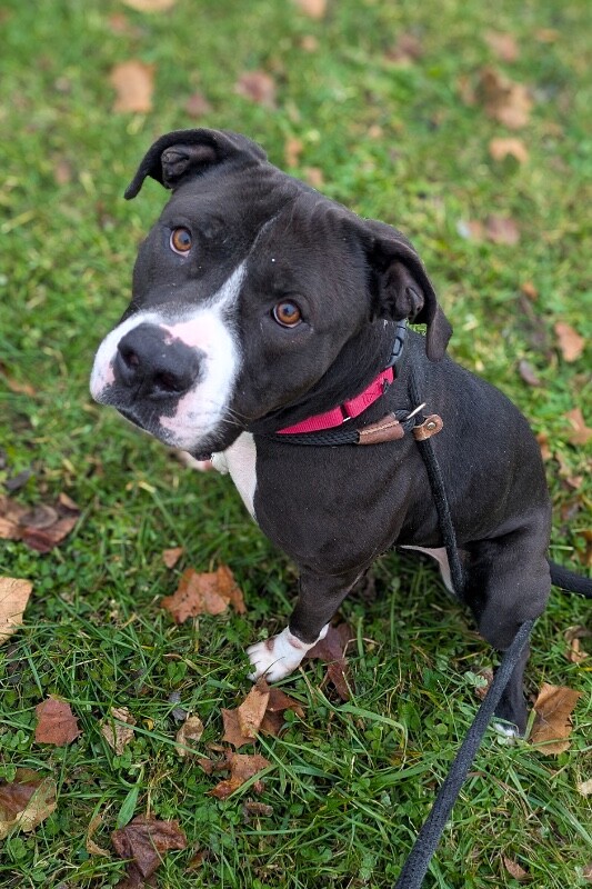 View Snickerdoodle the Dog Photo #6