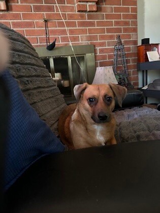 Learn More About this dog 1f4cdd99 cae2 4460 9a0f ff57025a1f28