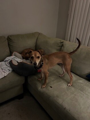 View Charlie the Dog Photo #2