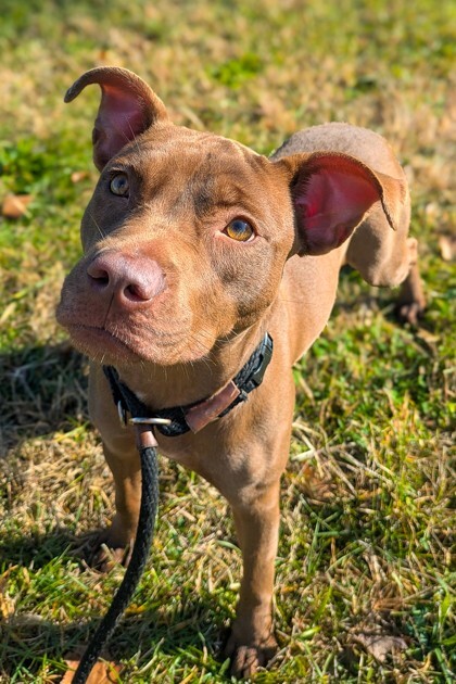 View Italia the Dog Photo #2