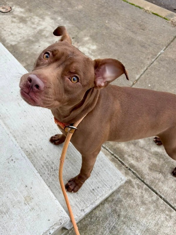 View Italia the Dog Photo #3