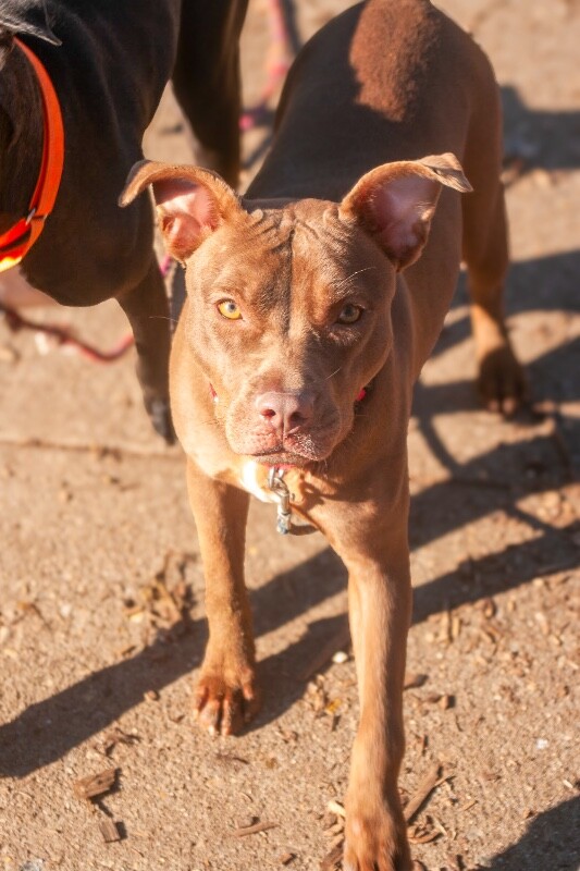 View Italia the Dog Photo #4