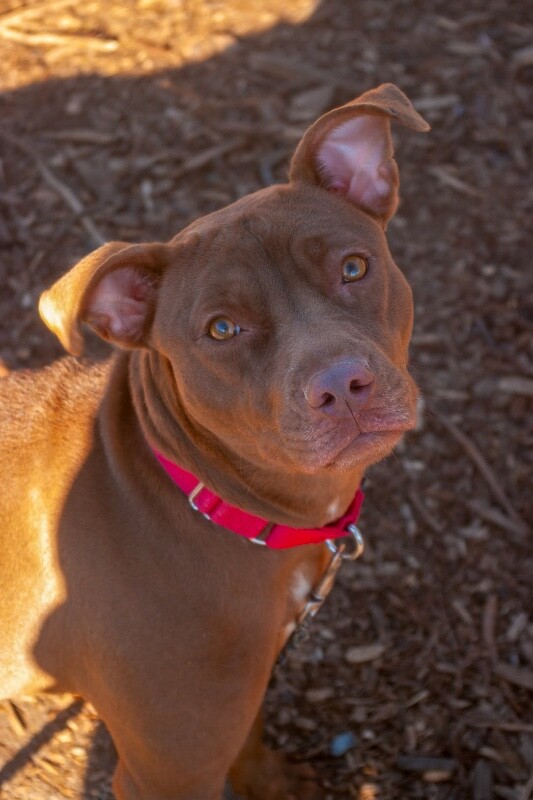 View Italia the Dog Photo #5