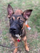 View Flexton the Dog Photo #4