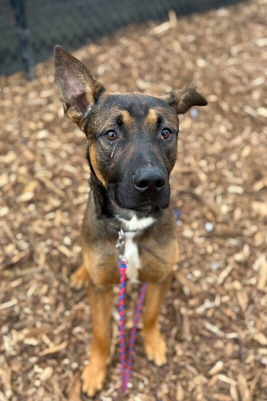 View Flexton the Dog Photo #2