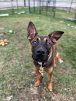 View Flexton the Dog Photo #6