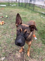 View Flexton the Dog Photo #5