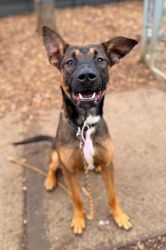 View Flexton the Dog Photo #3