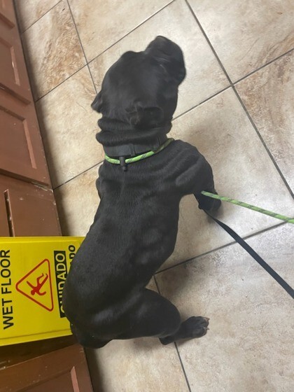 View Twice Baked Potato the Dog Photo #2