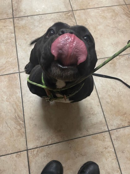 63616f46 ec7b 4108 9d38 b1b2a31d09e0