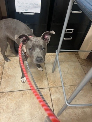 Learn More About Broccoli 45549277 0b73 4f49 8dde 467425b202d5